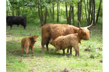 vaches Highland Cattle OT Raon l'Etape des Lacs au Donon
